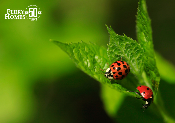 lady bugs